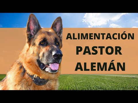 Tabla de Alimentación para Pastor Alemán: Guía Nutricional y Consejos