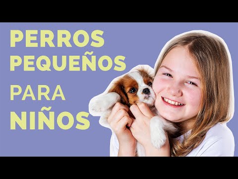 precio de perros de raza pequeña