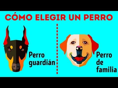 Descubre las mejores razas de perros pequeños y medianos: guía completa