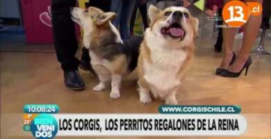 Perros de la Reina Isabel: Descubre la raza más exclusiva