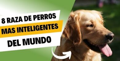 Descubre la raza de perro más inteligente: ¡Impresionante!