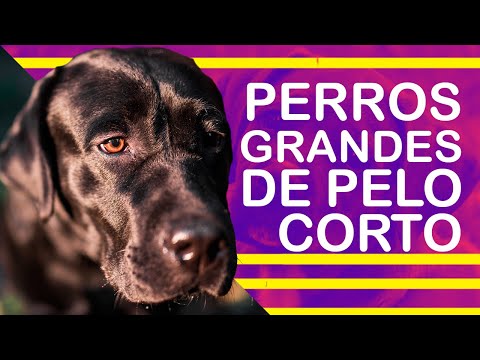 Descubre las mejores razas de perros grandes de pelo corto