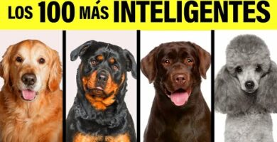 Las 100 razas de perros más inteligentes: Descubre cuáles son las más brillantes