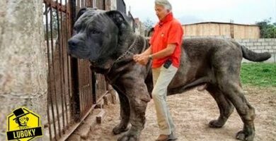 Descubre la raza de perro más grande: ¡Impresionantes gigantes caninos!