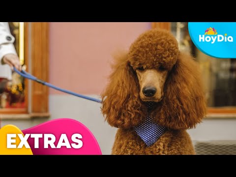 Descubre las causas de muerte en los French Poodle