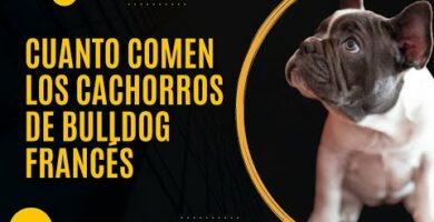 Tabla de alimentación para cachorro bulldog francés: Guía completa