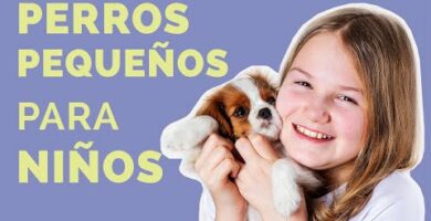 Razas de perros pequeños que no crecen: las mejores opciones para tu hogar