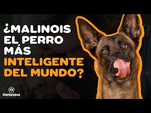 Top 5 Razas de Perros Más Inteligentes: Descubre a los más brillantes