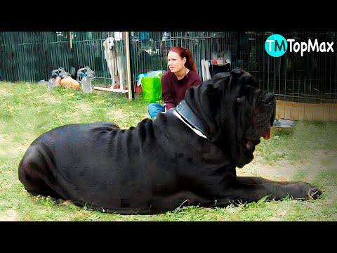 Descubre la raza de perro más grande del mundo: Guía completa