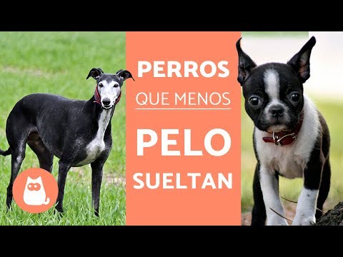 razas de perros que no sueltan pelo