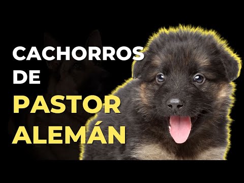 Características del pastor alemán cachorro de 2 meses: todo lo que debes saber