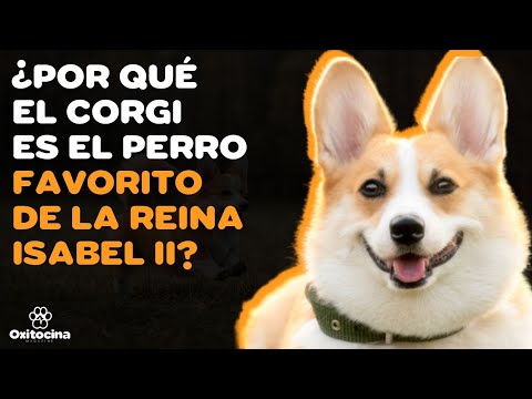 Raza de los perros de la Reina Isabel: Todo sobre estos elegantes canes