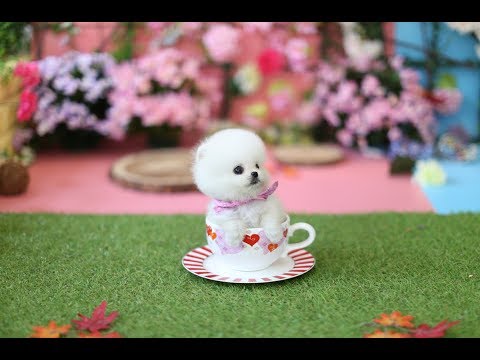 Descubre la encantadora raza de perro tacita de té