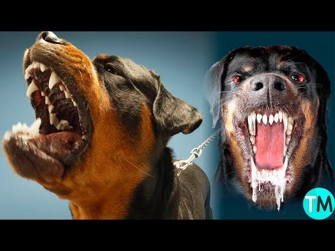 la raza de perro mas peligrosa del mundo