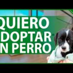 Perritos en adopción: Encuentra tu compañero de raza pequeña