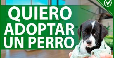 Perritos en adopción: Encuentra tu compañero de raza pequeña