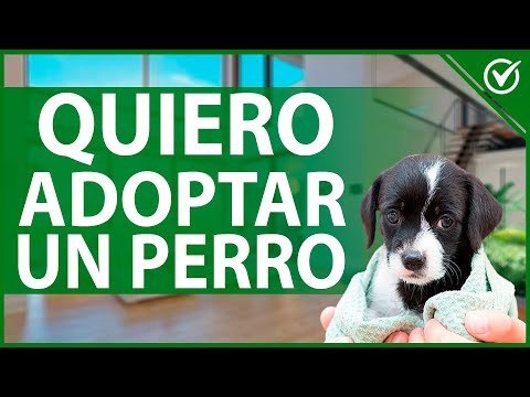 Perritos en adopción: Encuentra tu compañero de raza pequeña