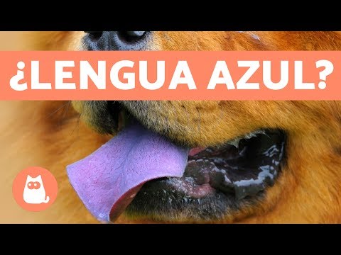 Descubre la fascinante raza de perro con lengua azul