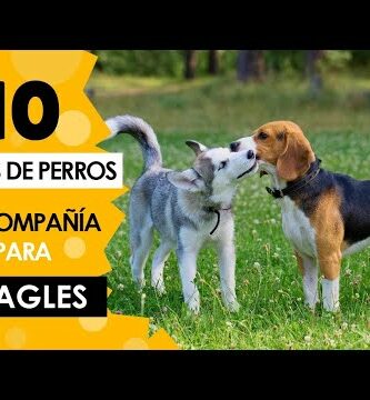 Perros de raza pequeña en adopción: Encuentra tu compañero perfecto