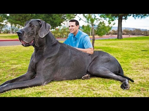 cuál es la raza de perro más grande del mundo