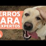 Las mejores razas de perros tranquilos y pequeños: ¡descubre cuál es perfecta para ti!