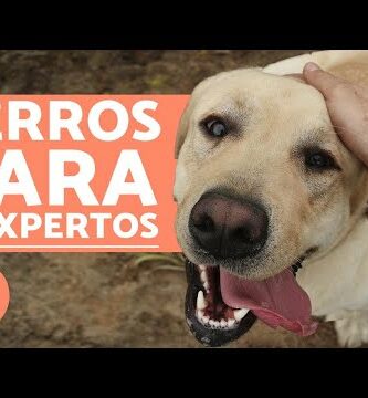 Las mejores razas de perros tranquilos y pequeños: ¡descubre cuál es perfecta para ti!