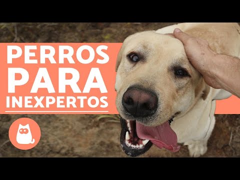 Las mejores razas de perros tranquilos y pequeños: ¡descubre cuál es perfecta para ti!