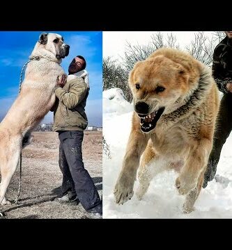 La raza de perro más grande: Descubre cuál es
