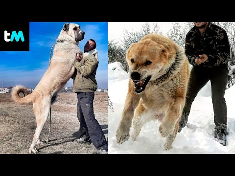 La raza de perro más grande: Descubre cuál es
