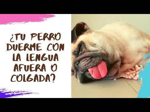 Descubre la raza de perro con lengua afuera: ¿Cuál es?