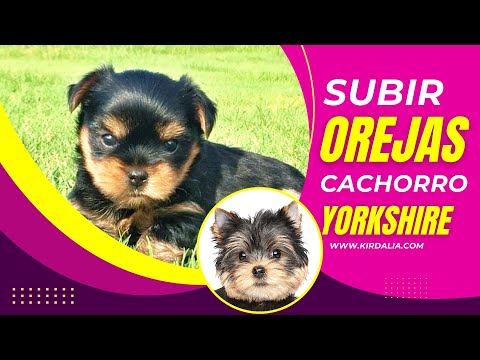 Consejos para parar las orejas del Yorkshire: ¡Aprende cómo hacerlo!