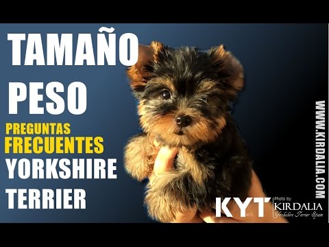 La raza de Yorkshire más pequeña: descubre cuál es