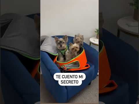 Descubre la longevidad del Yorkshire Terrier: ¿Cuántos años vive?