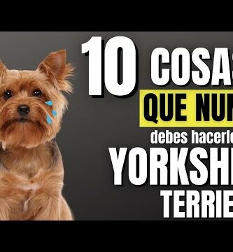 Descubre cuál es el Yorkshire Terrier ideal para ti