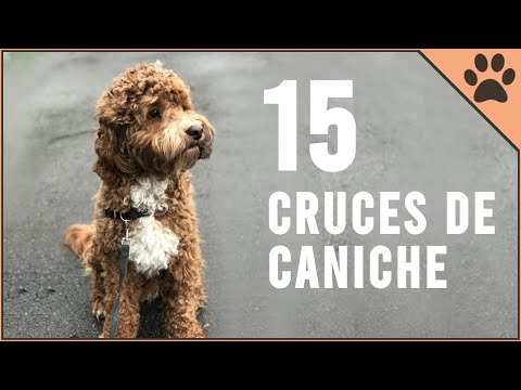 Yorkshire vs Caniche: ¿Cuál es la mejor raza de perro?