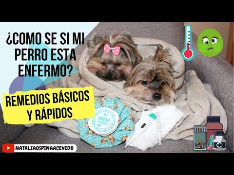 Soluciones rápidas para un Yorkshire engasgado: qué hacer