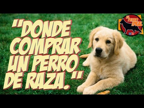 Dónde comprar perros Yorkshire en Guadalajara: Encuentra a tu mascota ideal