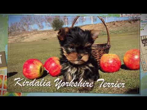 Descubre cómo se ve un Yorkshire de 2 meses: ¡Adorables imágenes y consejos!