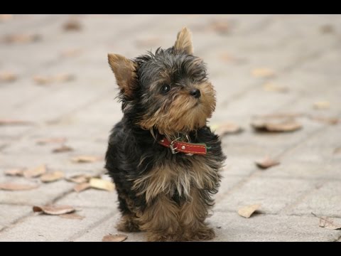 Consejos para adiestrar a un Yorkshire Toy: Guía práctica