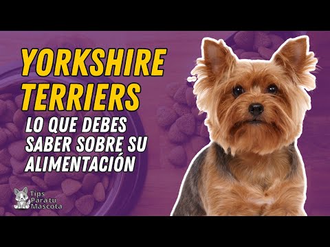 Descubre qué es Yorkshire comida: todo lo que debes saber