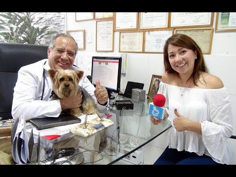 ¿Cuánto dura un Yorkshire? Descubre la esperanza de vida de esta raza