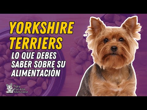 Comida saludable para cachorros Yorkshire: la mejor elección para tu mascota