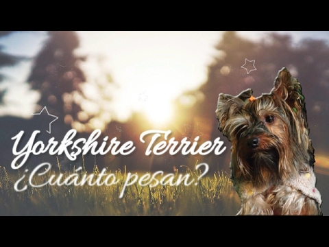 Peso de un yorkshire recién nacido: ¿Cuánto pesa?