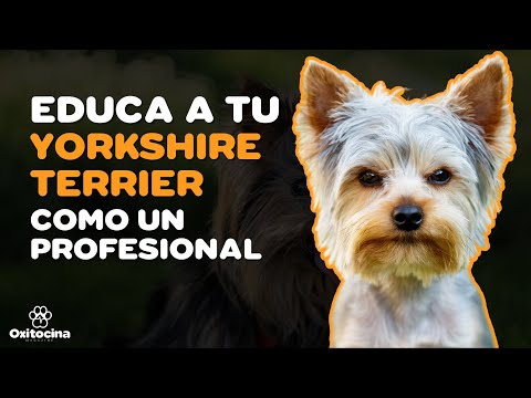 Descubre si tu Yorkshire es de raza pura: Tips clave