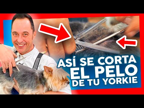 Consejos para cortar el pelo de un Yorkshire Terrier de forma segura