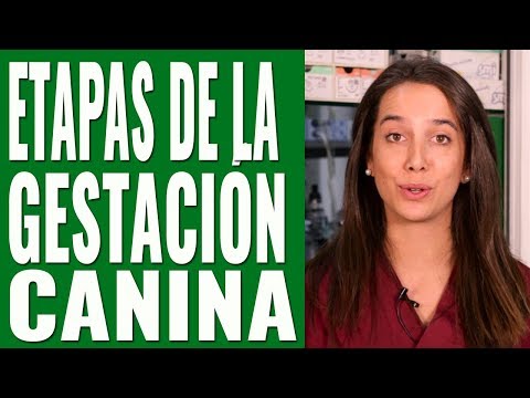 Duración del embarazo de una Yorkshire: ¿Cuánto tiempo dura?