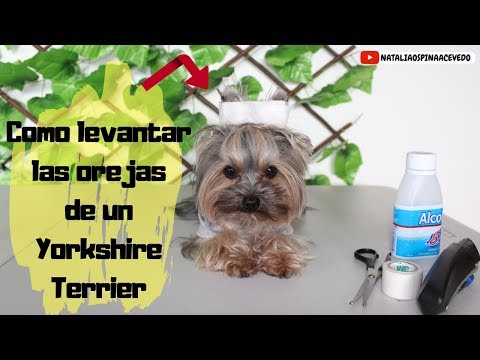 Consejos para que las orejas del Yorkshire se paren fácilmente