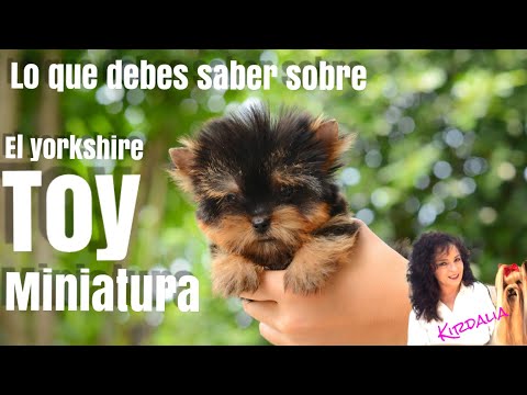 Descubre el precio de un Yorkshire Mini Toy: ¡sorprendentemente asequible!