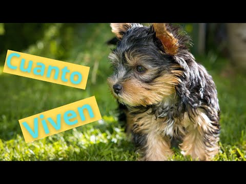 Duración de vida del Yorkshire: ¿Cuántos años dura esta raza de perro?