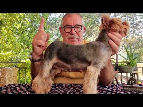 Dónde adoptar un Yorkshire Terrier: Encuentra tu compañero perfecto